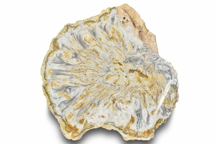 Polished Petrified Cycad (Cycadales) Fossil #246328